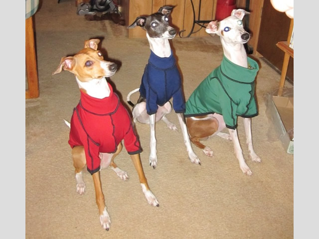 We three I.G.s (Italian Greyhounds)