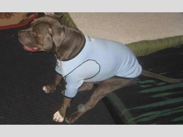 LOVE Blue’s BodyShirt!! Keeps him comfy even in Florida’s winters. Clare and Blue