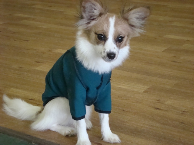 Dejaï¿¿s allergies are healing up with the BodyShirt! And she was comfortable healing after her spay too. ï¿¿Wendy