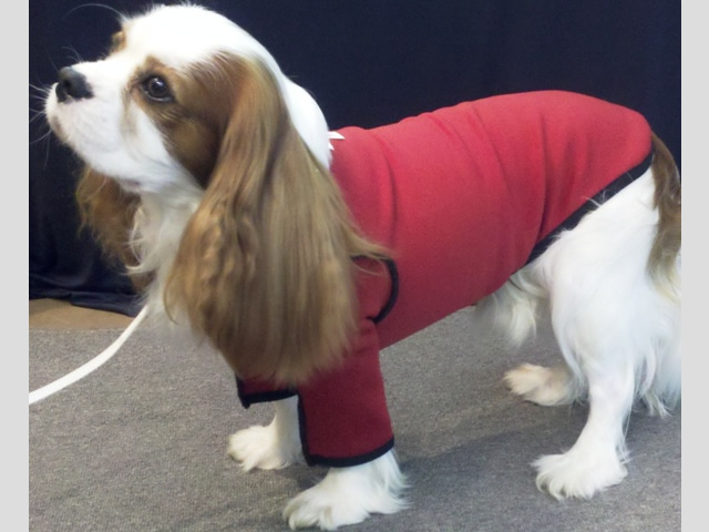 Light compression helps to comfort aging dogs; supports muscles and joints and aids circulation.