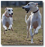 Whippet Snippets